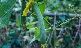 丝瓜官网最新版本爆料,揭秘最新版本亮点与功能革新