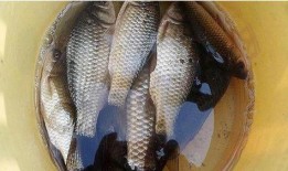 永康爆料鱼夫人被打视频,现场视频曝光，真相令人震惊