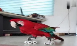 八哥爆料视频在哪里看啊,一网打尽热门内容