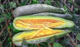 威海吃瓜网红有哪些人,揭秘威海知名吃瓜达人的多彩人生