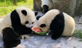 一只吃瓜的幼崽免费阅读,一只吃瓜幼崽的免费阅读之旅