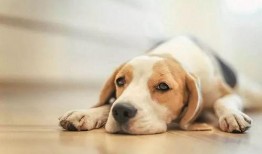 狗子皮肤爆料视频大全,揭秘宠物界的时尚潮流