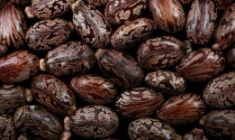 蓖麻豆,绿色能源的潜力与挑战