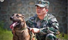 神犬奇兵全集在线观看,忠诚守护，勇闯天涯的军犬传奇