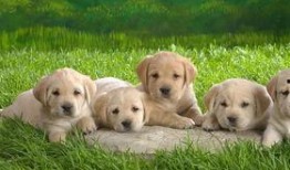 狗子皮肤爆料视频大全,揭秘宠物界的时尚潮流