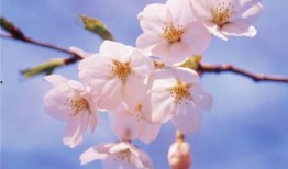 樱花校园最新皮肤爆料,浪漫绽放，青春校园风来袭