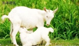 网红小羊没烦恼吃瓜,揭秘吃瓜界的清新力量