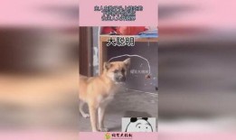 狗子的最新爆料视频下载,幕后真相大起底！