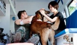 神犬奇兵全集在线观看,忠诚守护，勇闯天涯的军犬传奇