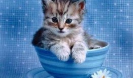 网红小猫吃瓜图片,萌态百出引网友热议