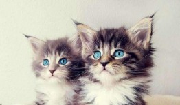 网红小猫吃瓜图片,萌态百出引网友热议