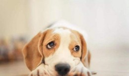 狗子皮肤爆料视频大全,揭秘宠物界的时尚潮流