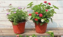 近期的喀什爆料新闻视频,视频揭露惊人真相