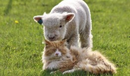 网红小羊没烦恼吃瓜,揭秘吃瓜界的清新力量