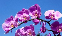 蝴蝶兰电视剧分集剧情,情感纠葛与命运抉择的青春交响曲