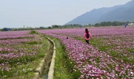 麻豆县,台湾南部的农业明珠与历史风情之旅