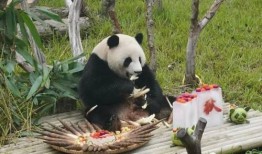 南宁动物园爆料事件视频,惊现动物生活真相大揭秘