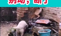 郑州爆料搞笑视频最新版,爆笑瞬间，笑出腹肌！