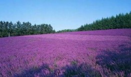 薰衣草16在线观看土豆,土豆独家首播，浪漫邂逅等你来见证