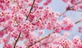 樱花校园最新皮肤爆料,浪漫绽放，青春校园风来袭