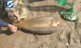 永康爆料鱼夫人被打视频,现场视频曝光，真相令人震惊