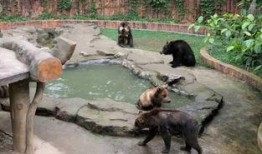 南宁动物园爆料事件视频,惊现动物生活真相大揭秘